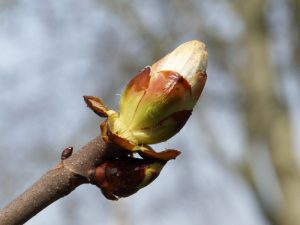 haiku's-ontspannenwerken.nu-lentegedichten-schrijven-over-mindfulness-kastanjeknop