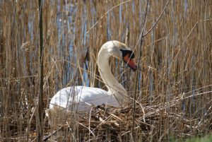 Haikudichter-Jolanda-Touw-lentegedicht-foto-broedende-zwaan